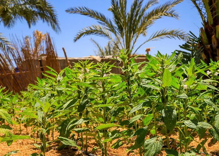 Habiba Nuweiba`